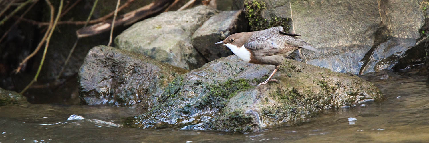 Waterspreeuw (Cinclus cinclus)